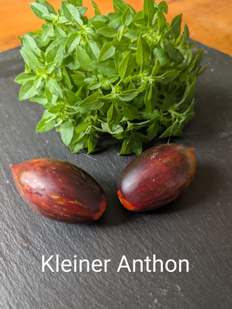Kleiner Anthon
