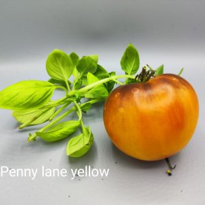 Penny lane yellow