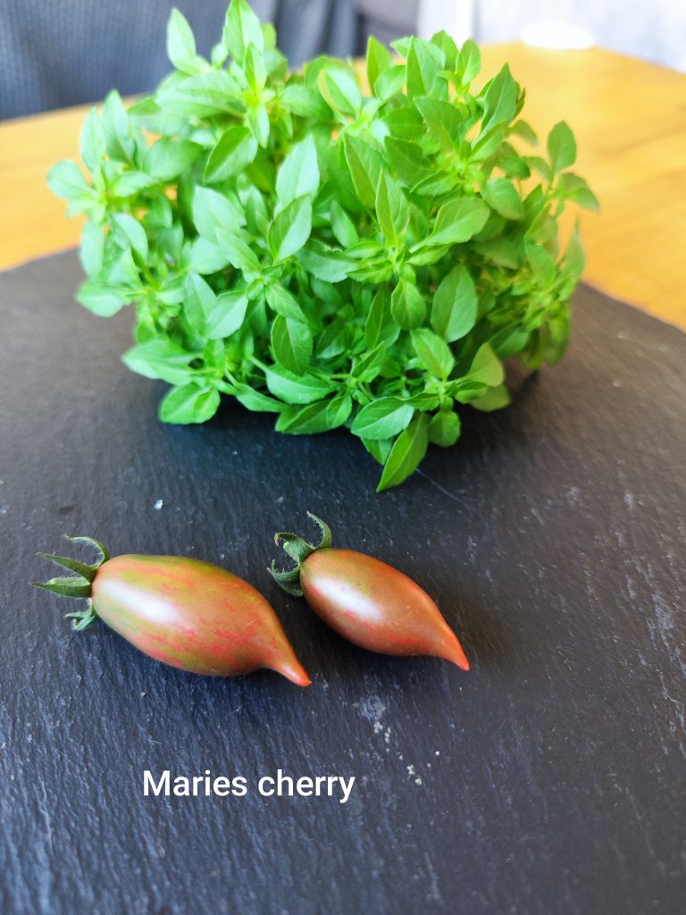 Maries cherry