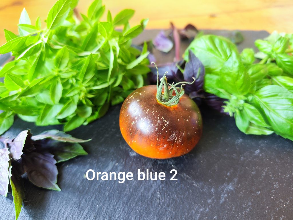 Orange Blue 2