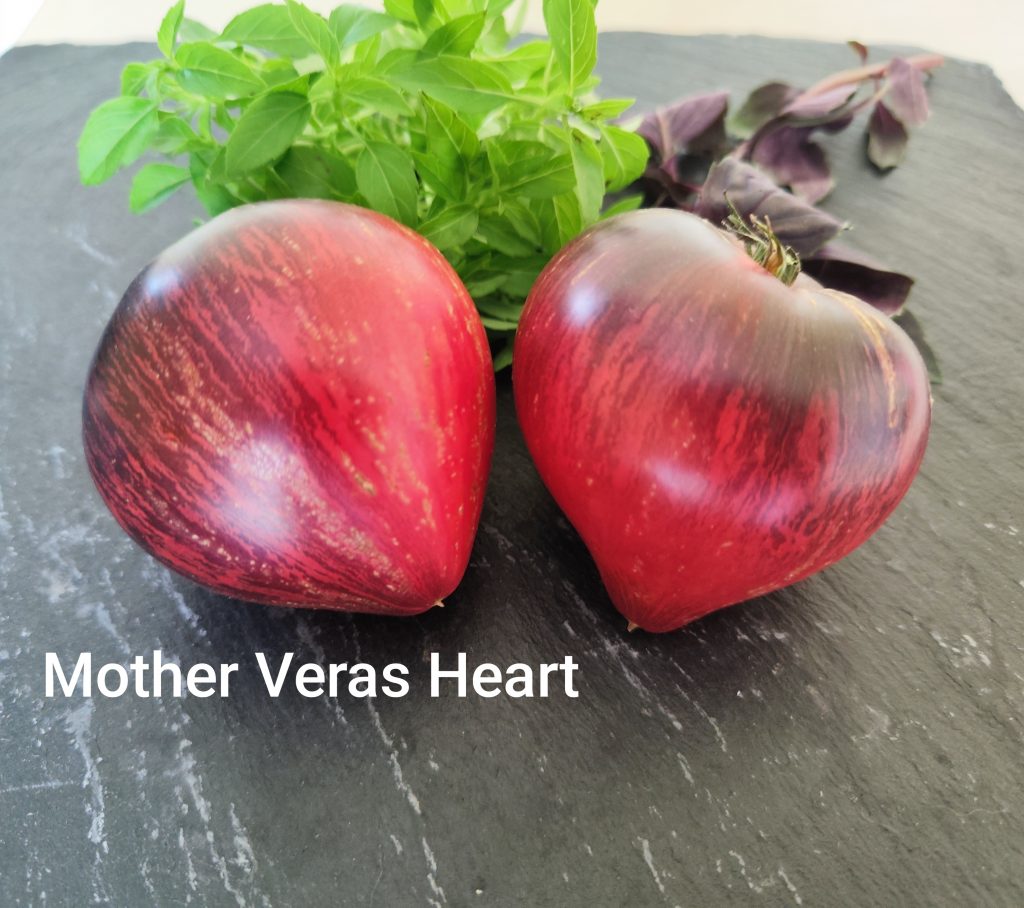 Mother Vera's Heart