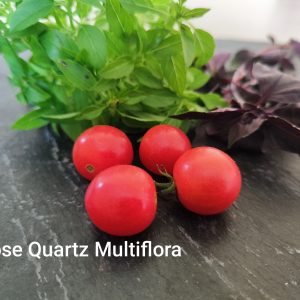 Rose Quartz Multiflora