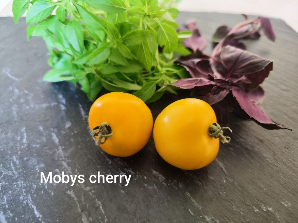Moby's Cherry