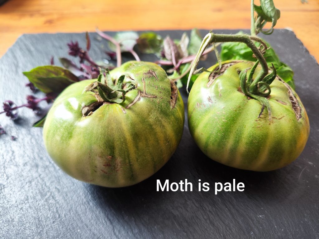 Moth is pale
