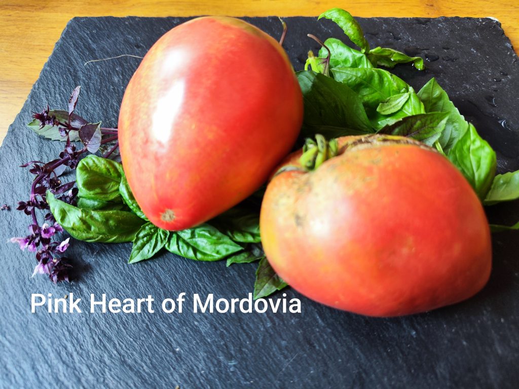 Pink Heart of Mordovia