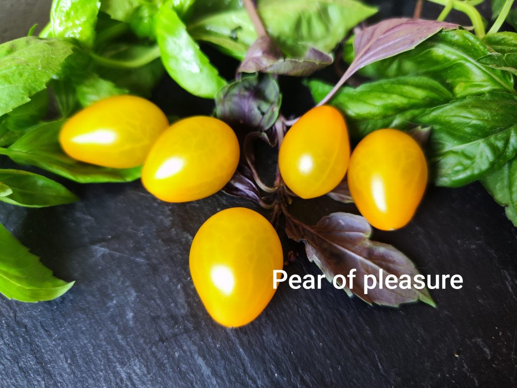 Pear of Pleasure