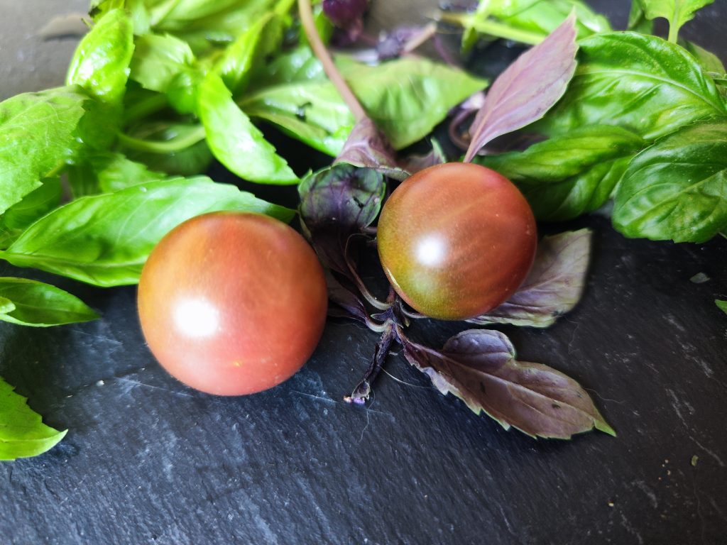 Purple cherry Tom’s