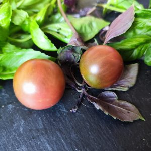 Purple cherry Tom’s