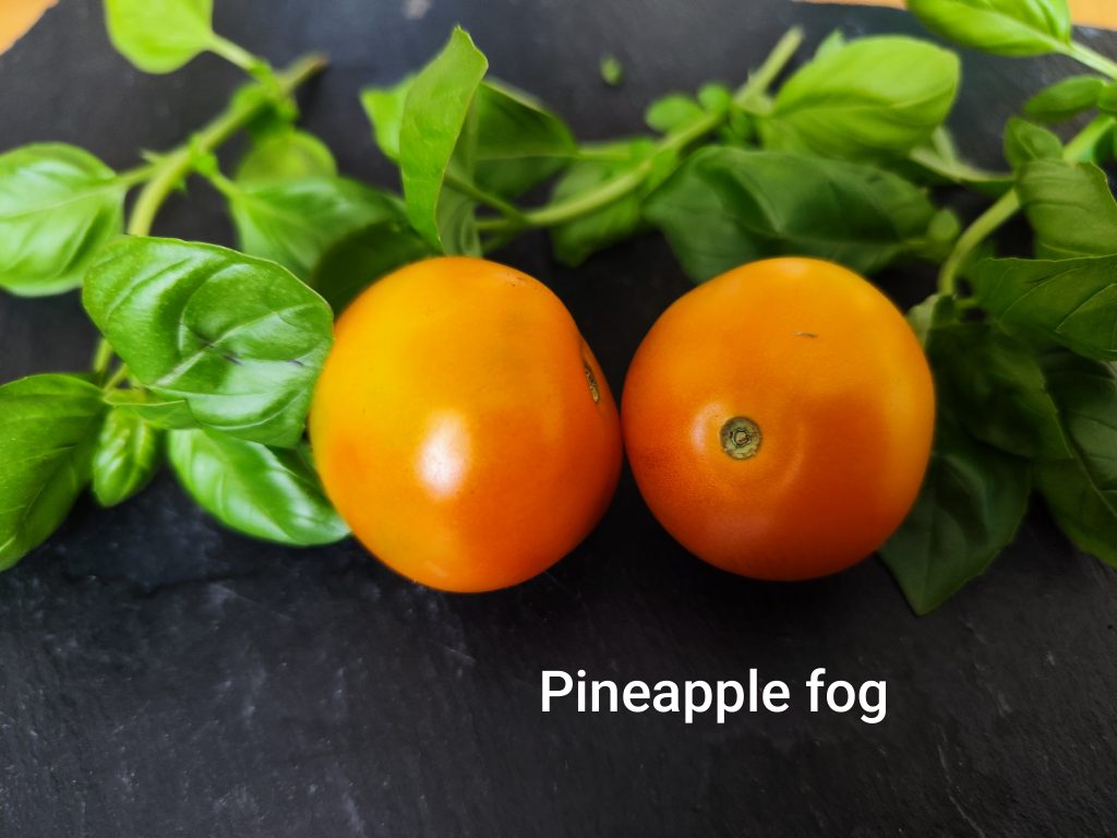 Pineapple Fog