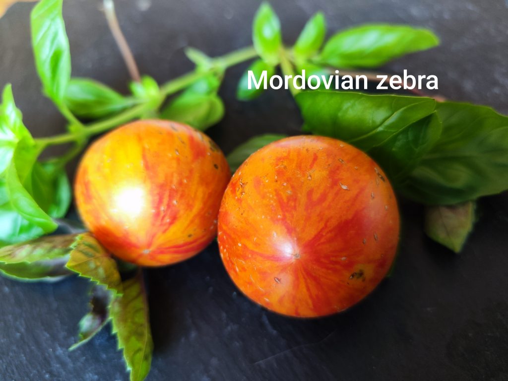 Mordovian zebra