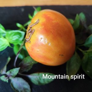 Mountain spirit