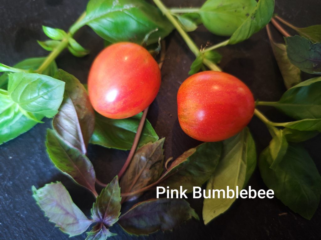 Pink Bumblebee