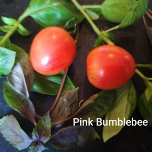 Pink Bumblebee