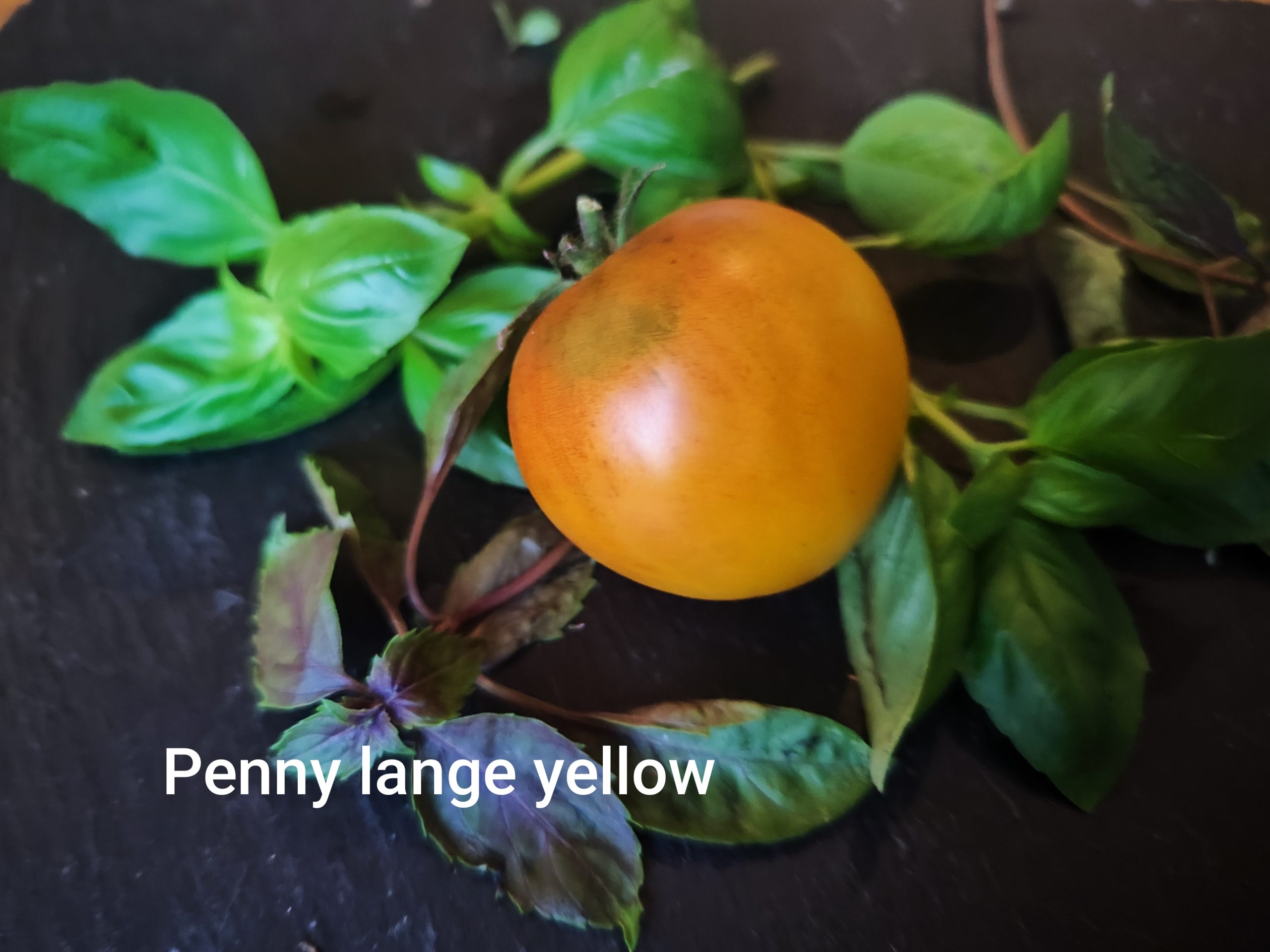 Penny lane yellow – Bild 2