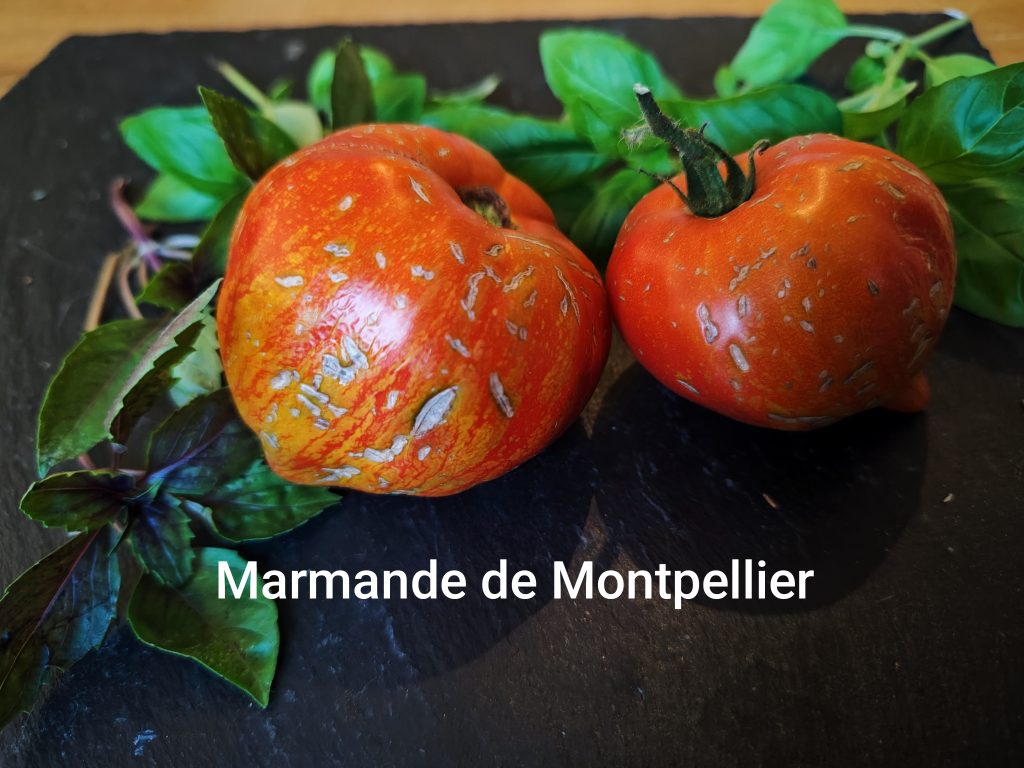 Marmande de Montpellier