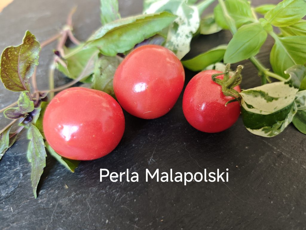 Perla Malopolski