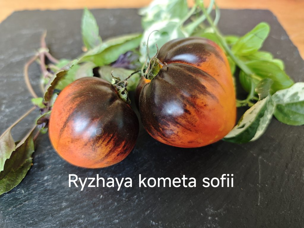 SOFIA'S REDHEAD COMET ( Ryzhaya Kometa Sofii)