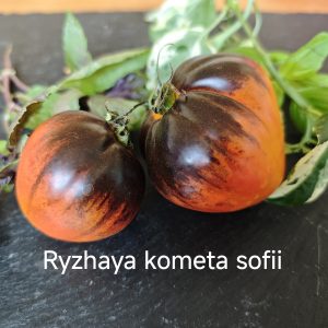 SOFIA'S REDHEAD COMET ( Ryzhaya Kometa Sofii)