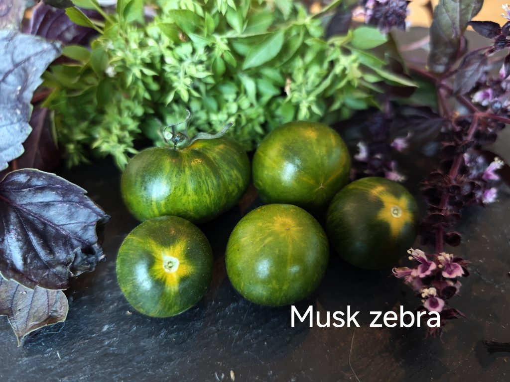 Musk zebra