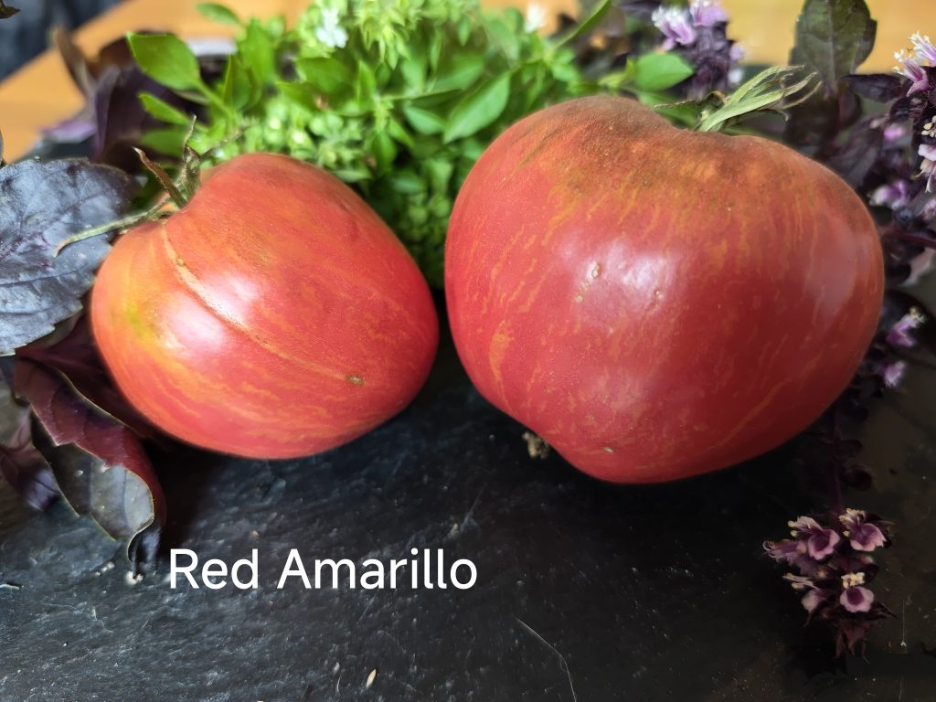 Red Amarillo
