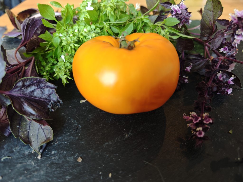 Milton orange Beauty