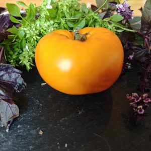 Milton orange Beauty