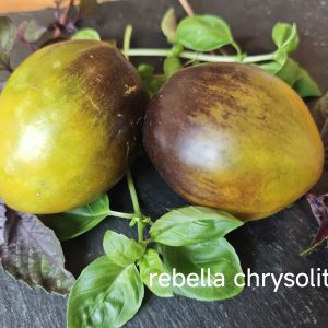 Rebella's chrysolite F6