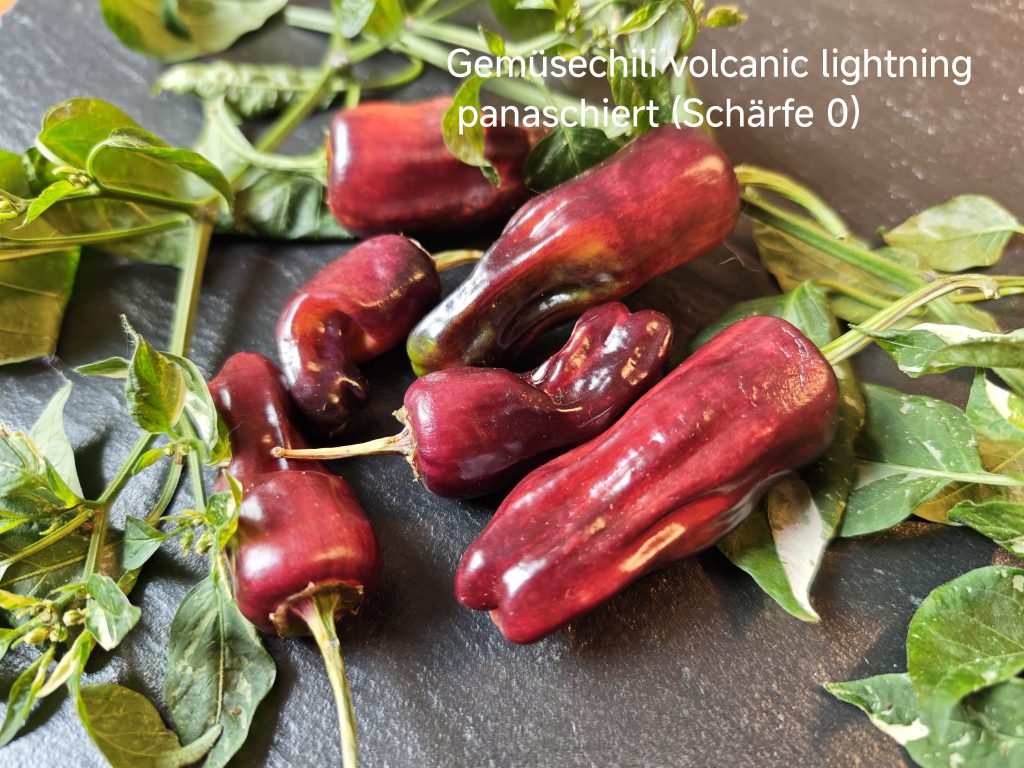 Gemüsechili Volcanic lightning panaschiert (Schärfe 0)
