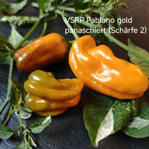 VSRP Pablano panaschiert (Schärfe 2)