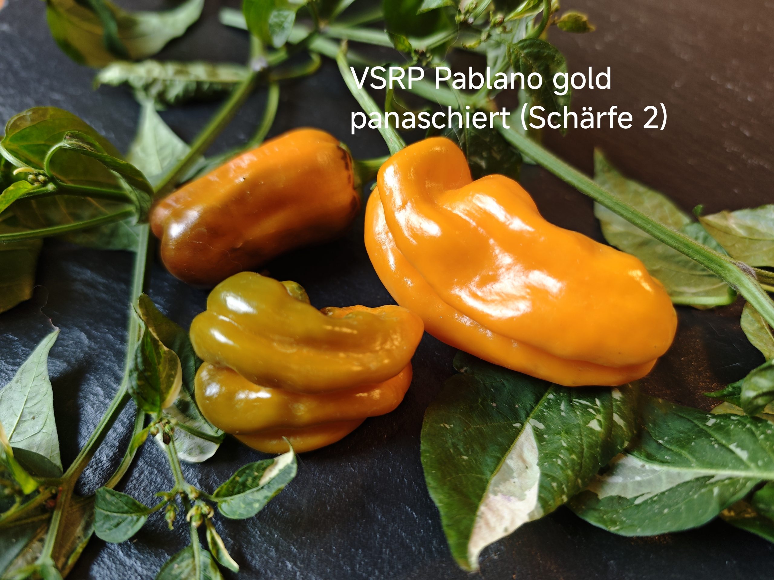 VSRP Pablano panaschiert (Schärfe 2)