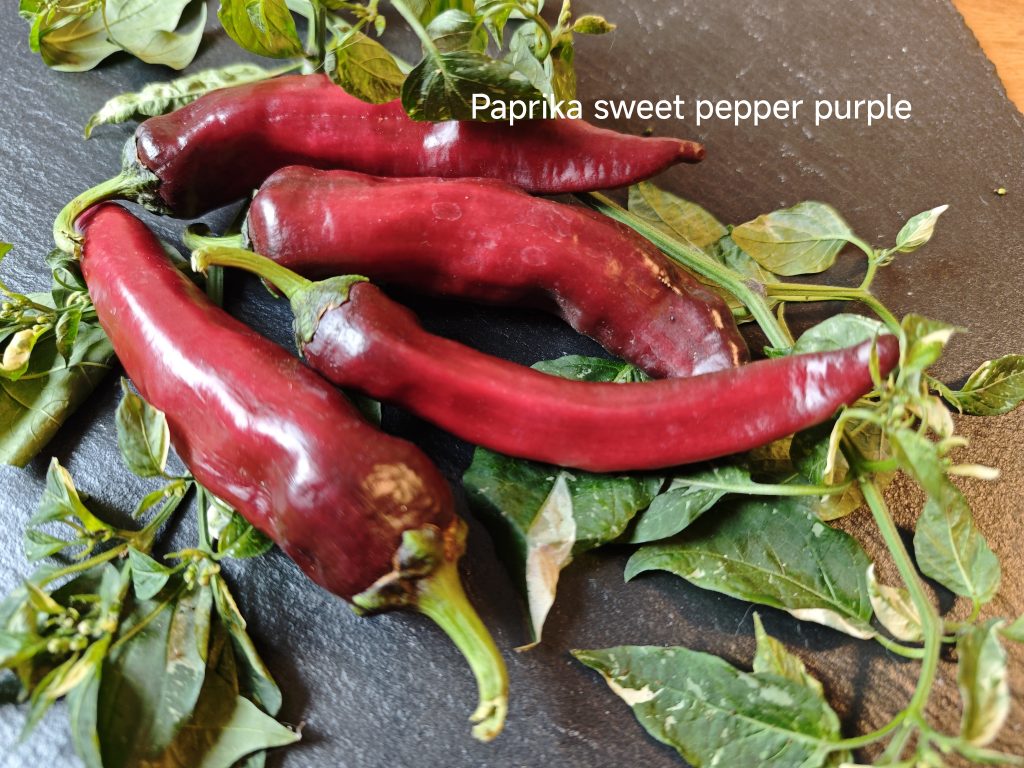 Paprika sweet pepper purple