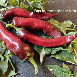 Paprika sweet pepper purple