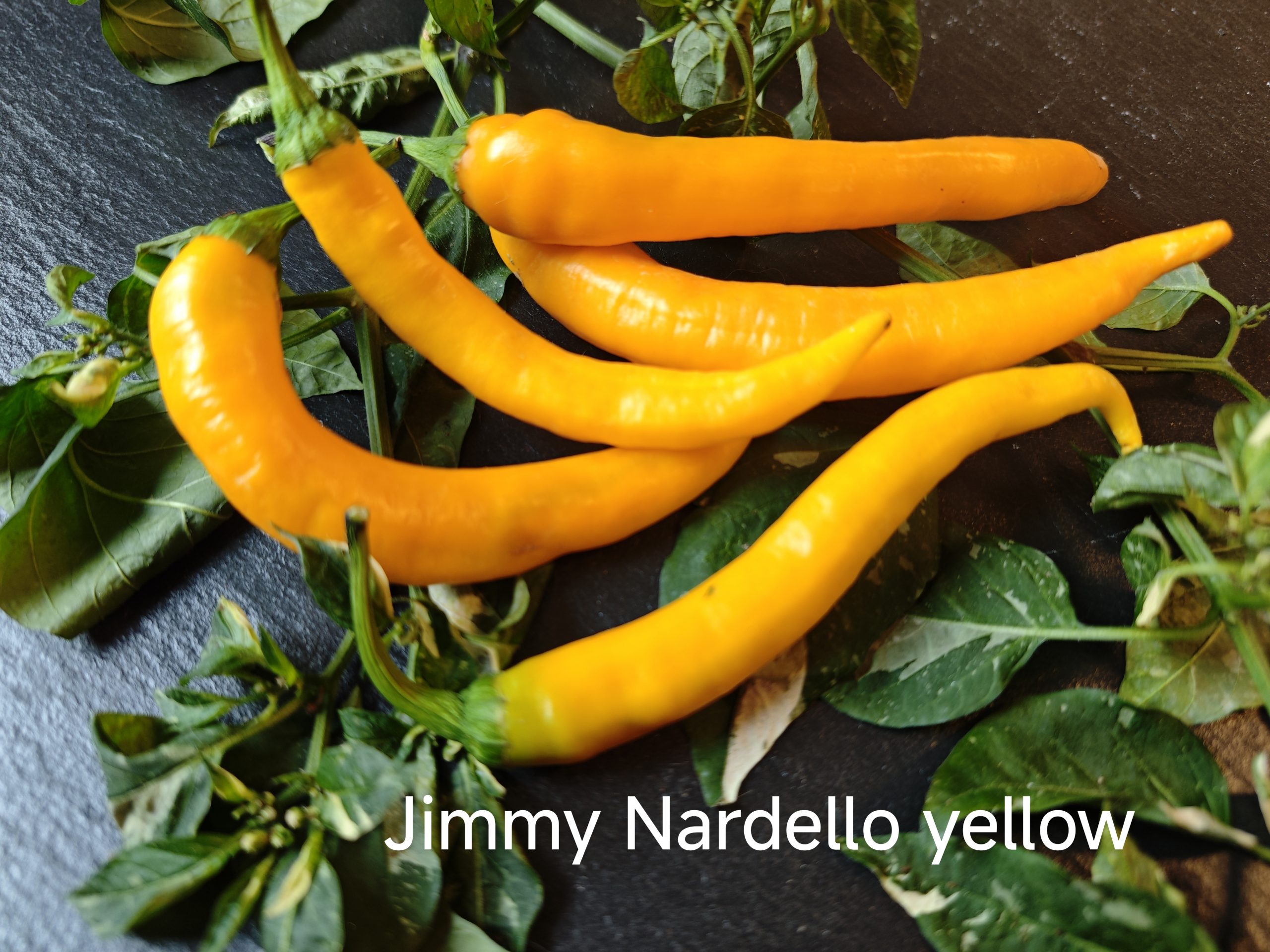 Jimmy Nardello yellow