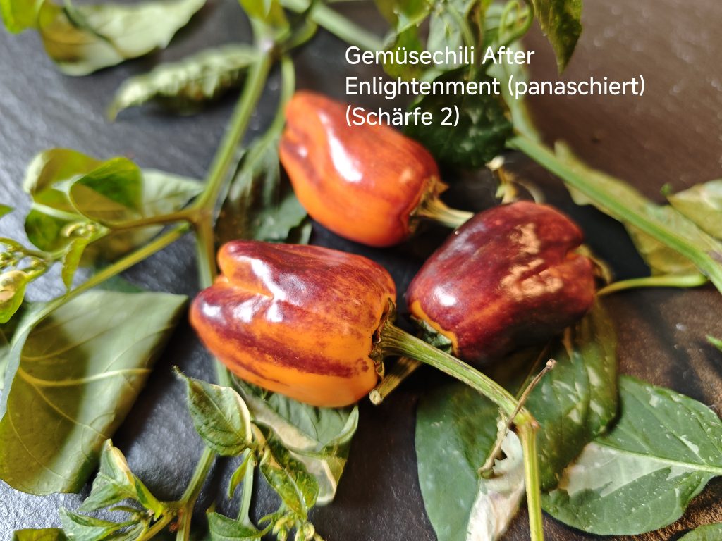Gemüsechili After Enlightment panaschiert (Schärfe 2)