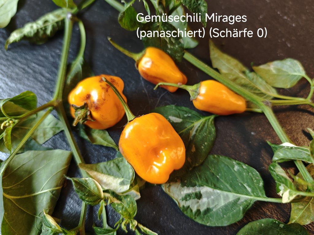 Gemüsechili Mirages panaschiert (Schärfe 0)