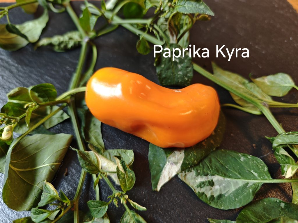 Paprika Kyra
