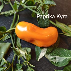 Paprika Kyra