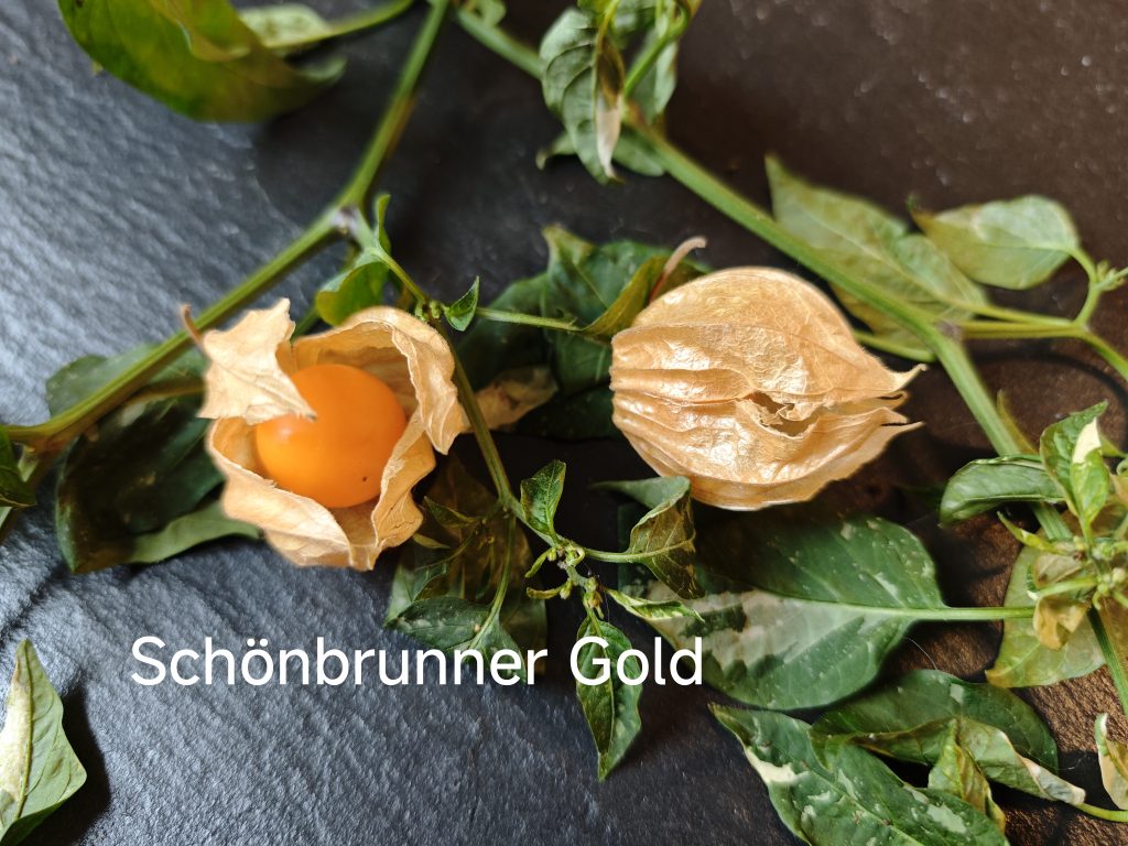 Schönbrunner Gold