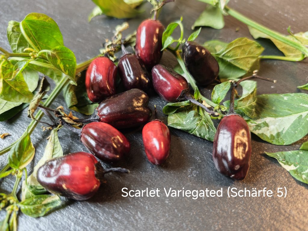 Scarlet variegated