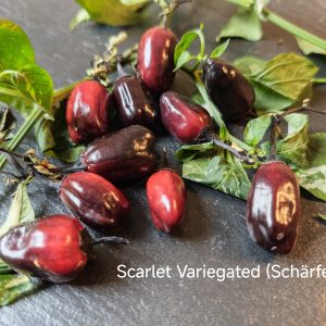 Scarlet variegated