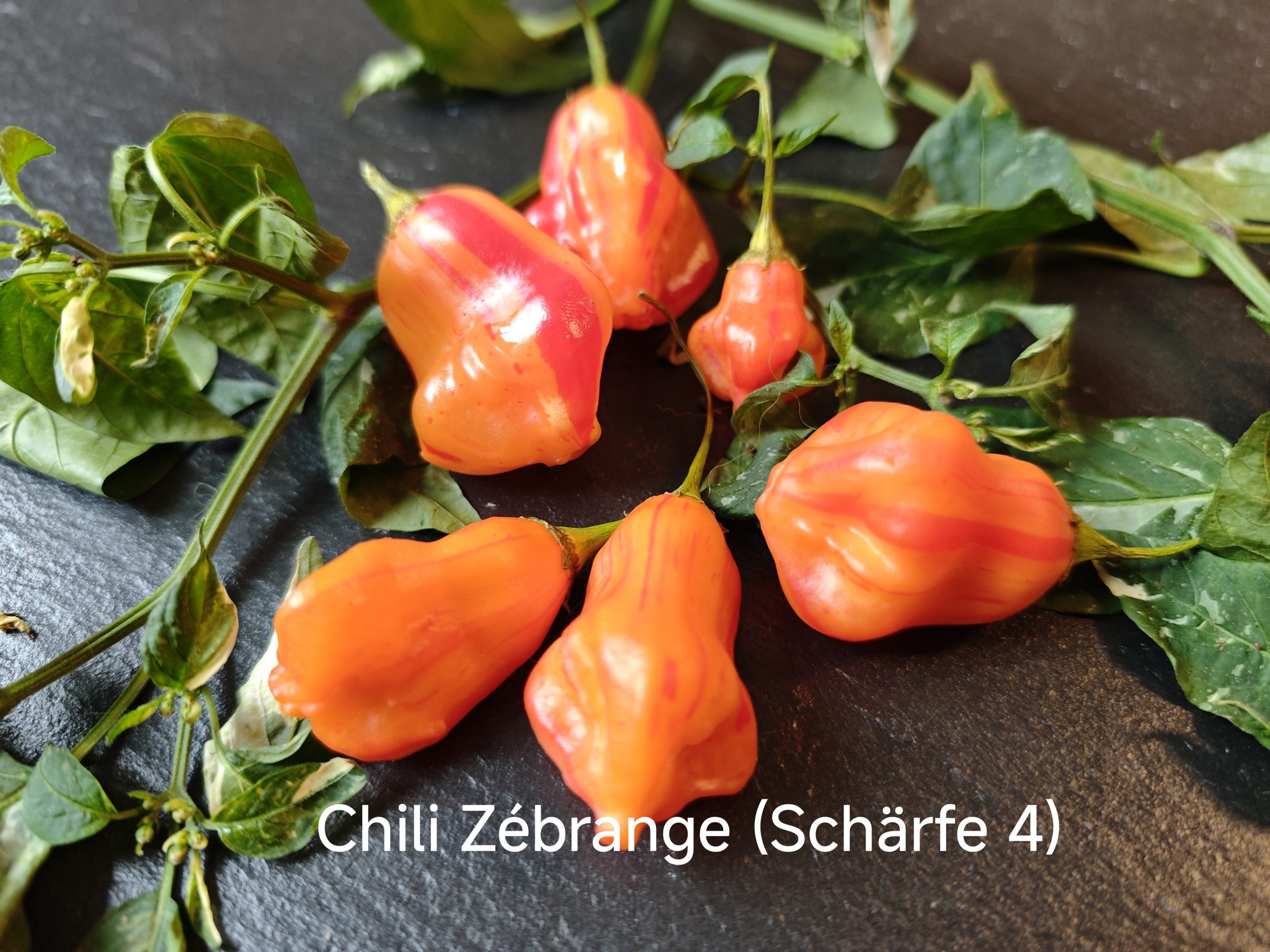 Chili Zébrange (Schärfe 4)