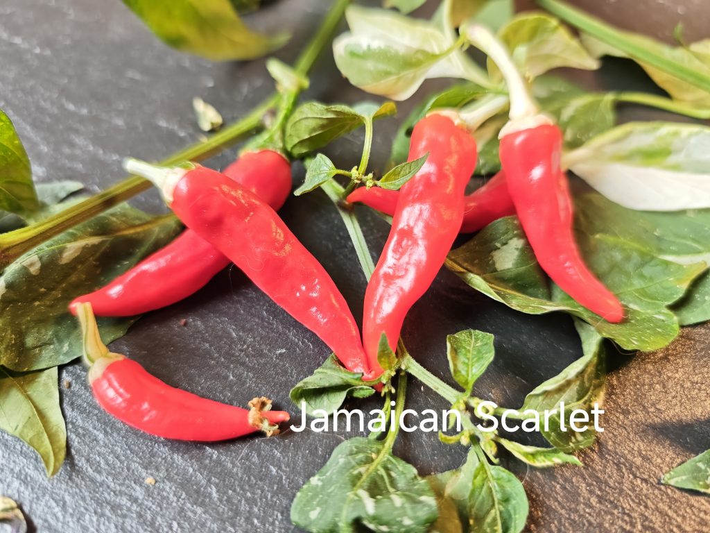 Jamaican Scarlet