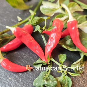 Jamaican Scarlet