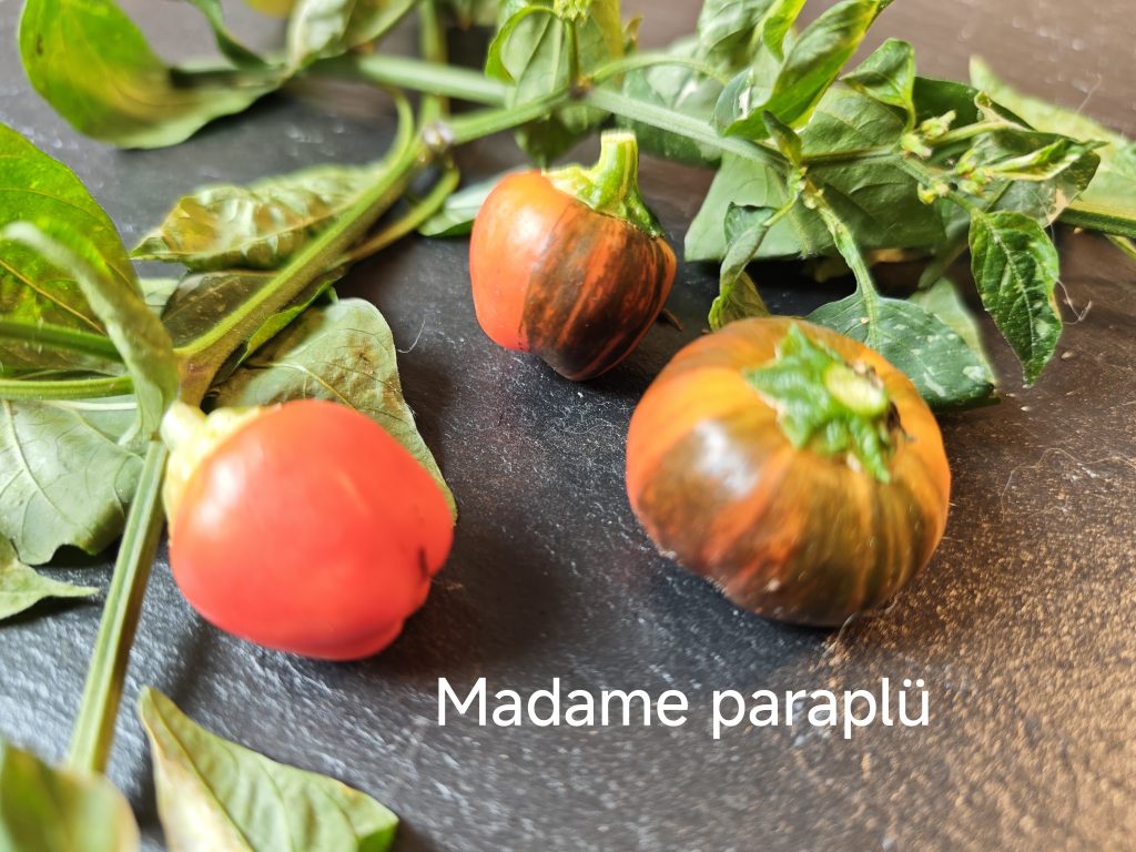 Madame Paraplü