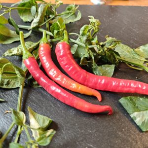 Sigarette die Bergamo