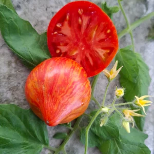 Speckled Heart Dwarf