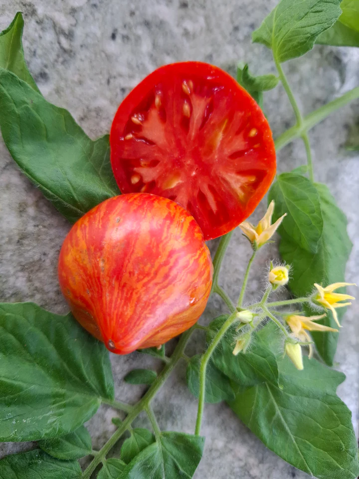 Speckled Heart Dwarf