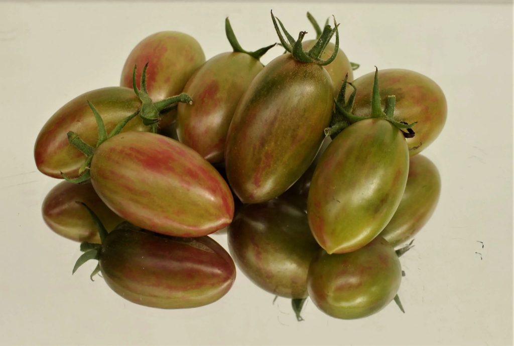 Ranniy bicolor