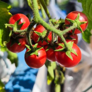 Cranberries in sugar