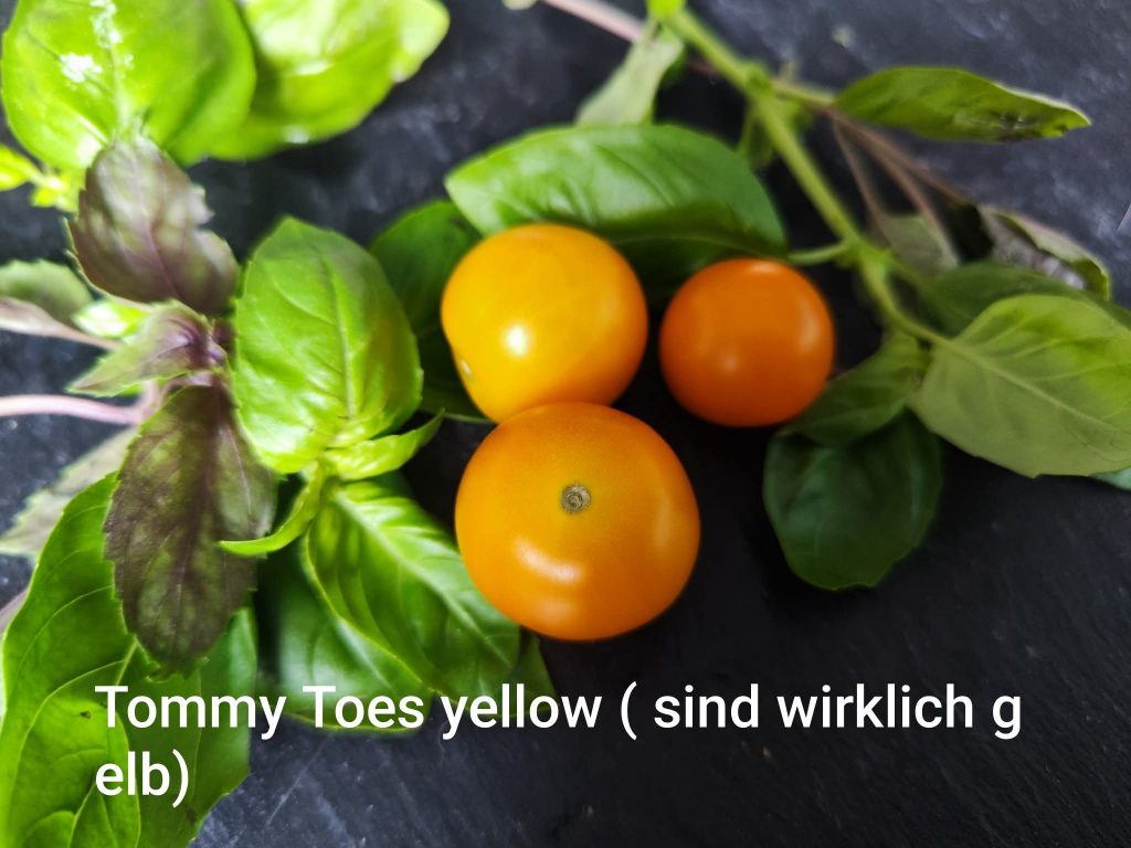Tommy Toe yellow